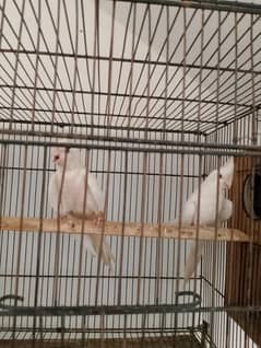 cocktail pair