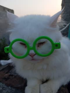 Persian