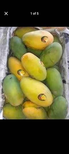 mango 