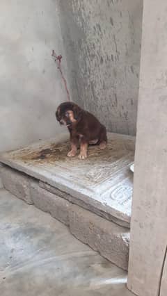 karachi korangi ki location hai 1 month puppy hai