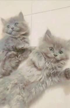 Persian baby cats
