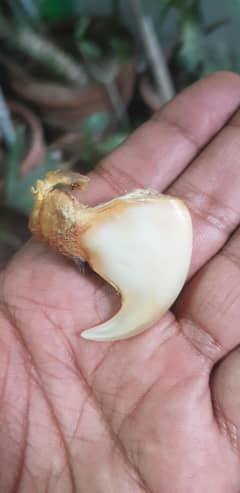 FOR
