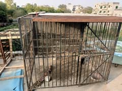 Birds cage