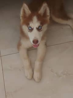husky for sale