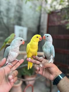 Hand tame birds