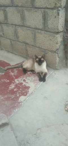 saimese