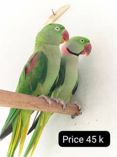Kashmiri Raw pair | Green Parrot | Raw breeder pair | طوطے