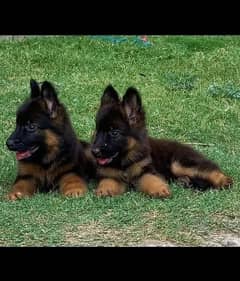 German shepherd puppies Double Coat Whatsapp 03221185228