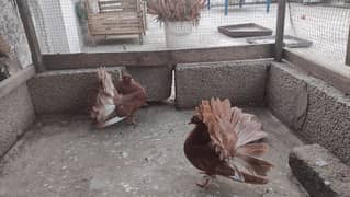 young fantails quality birds