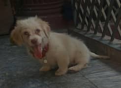 Maltese