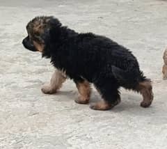 German Shepherd puppy