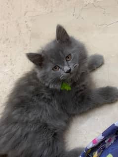 CUTE