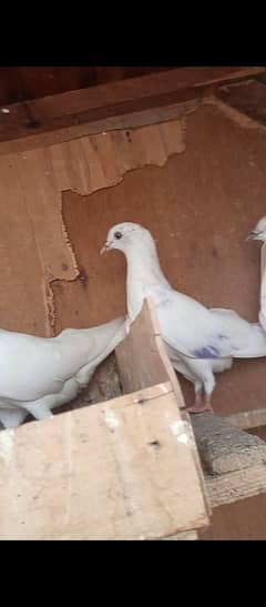 Patiwale