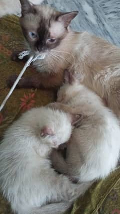 Semi kitten pair available
