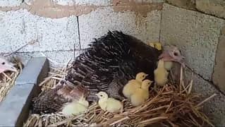 Paper white turkey chicks