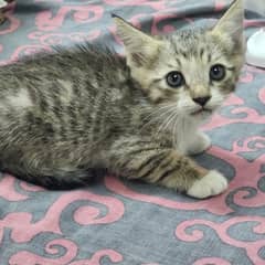 kittens
