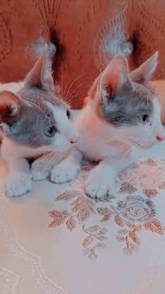 Kittens for sale 