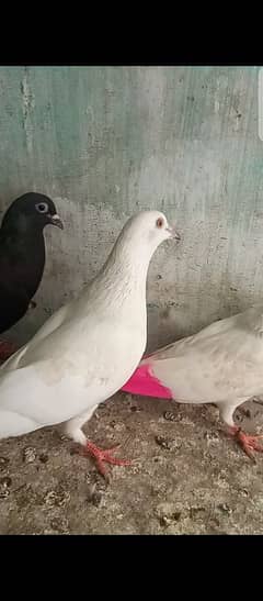 patiwale exchnge with kabli