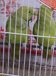 for sell