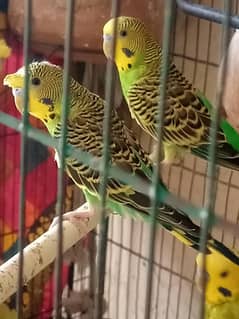 budgies pair for sale