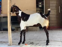 Bakra