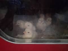 aseel heera chicks