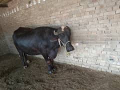 BUFFALO