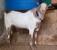 Tedda Breeder