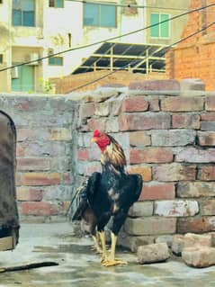 Aseel Bird For Sale