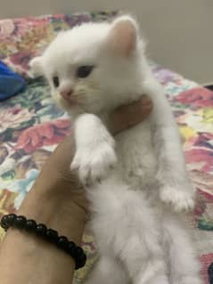 Kitten