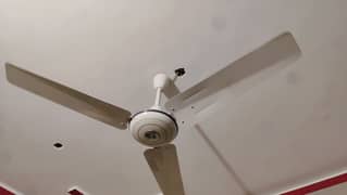 Pak Ceiling Fan 56'