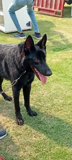 Black Belgian Shepherd for Sale