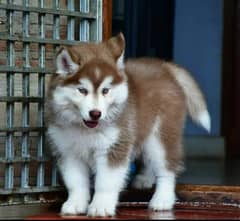 Siberian Husky puppiesTop