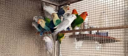 lovebird / Lovebirds/parrots /طوطے /albino / Lutino / Opaline /Cages