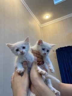 Persian Kittens