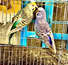 Budgies