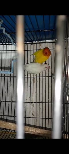 red eye albino love bird