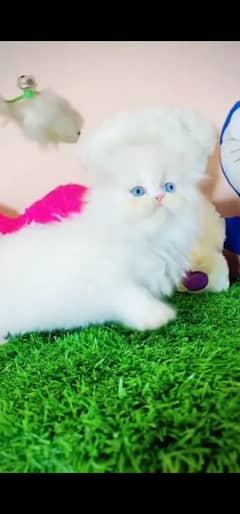 blue eyes white Persian kitten|Triple long coat |WhatsApp. 03250387943