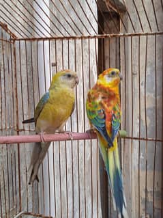 Rumped pair