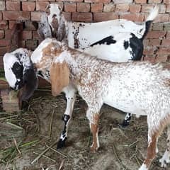 Makhi cheena Bakra for sale - Age 8 months