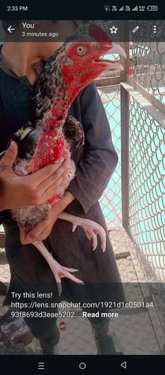 pure ASEEL MIANWALI 2 Pairs and 4 chicks full family for sale urgent n