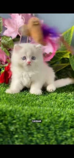 blue eyes white Persian kitten|Triple long coat |WhatsApp. 03250387943