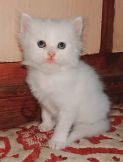 pure white triple coated persian kittens