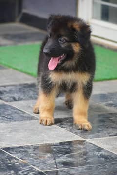 German shepherd puppies Double Coat Whatsapp 03221185228