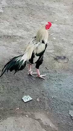 aseel or desi