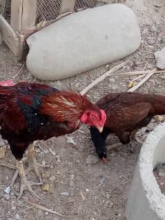 1desi murgha 1 Sindhi murgha r 1 Sindhi murgi
