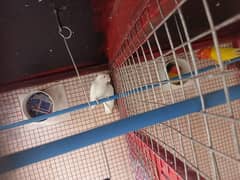 Two Parrot Pairs Hain