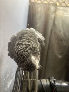 Grey Parroat Female