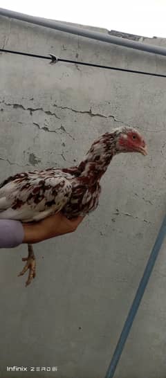 3 Aseel murgian for sell