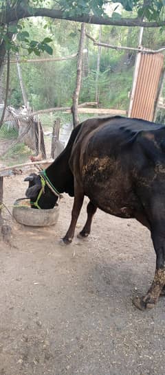milking